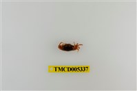 藏品(北方丑招潮蟹)的圖片